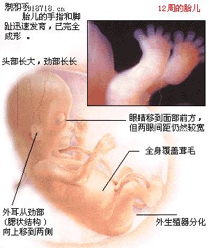 胎儿第10周生长发育及孕妇注意事项